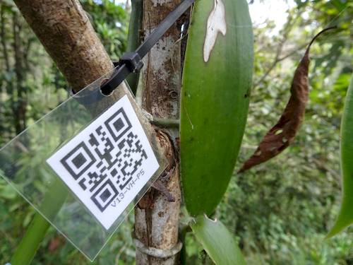 QR-Code in vanilla agroforest